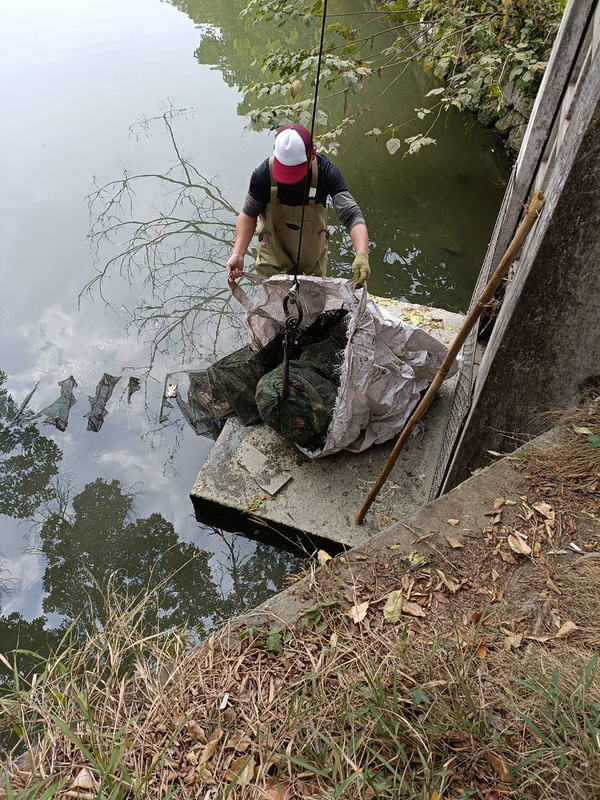 水牛公園數百隻烏龜慘死蜈蚣籠 嘉縣府追查凶手