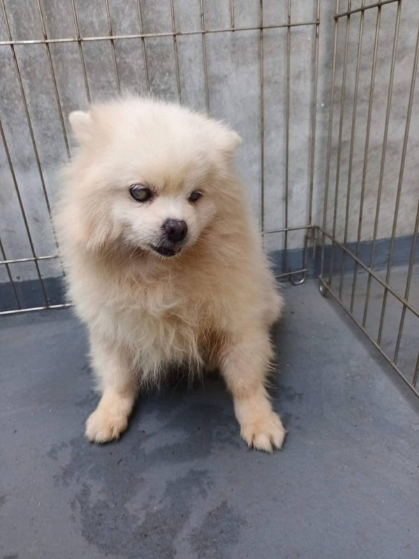 眼盲博美犬遭繁殖場棄養 嘉縣家畜所撤證開罰