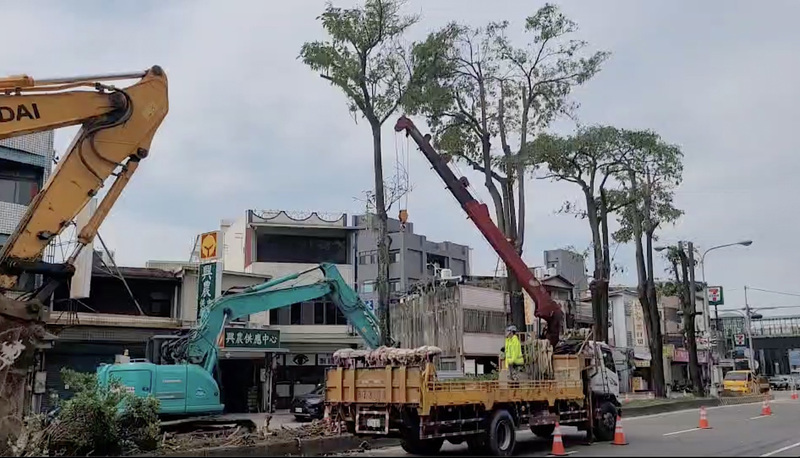苗栗公館黑板樹引鳥群擾民多年 公路局移除解圍