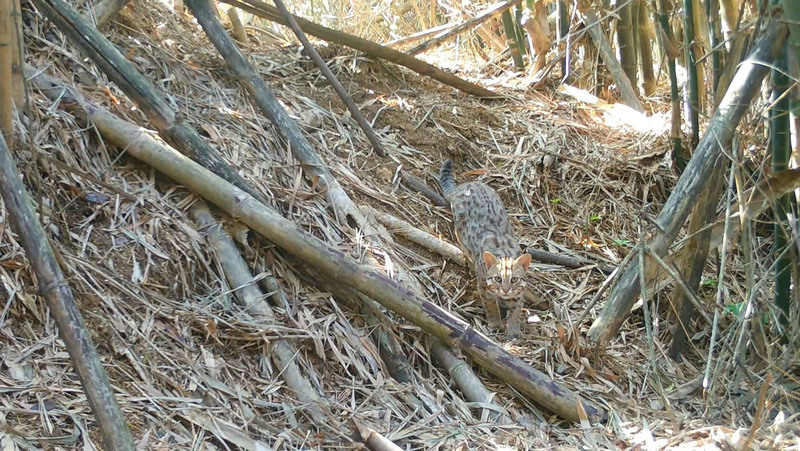 苗縣卓蘭55.6公頃保安林 全區皆石虎重要棲地