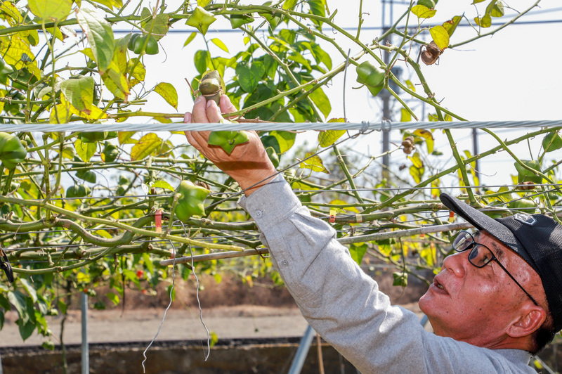 印加果油經濟產值高供不應求 嘉義縣推廣栽種
