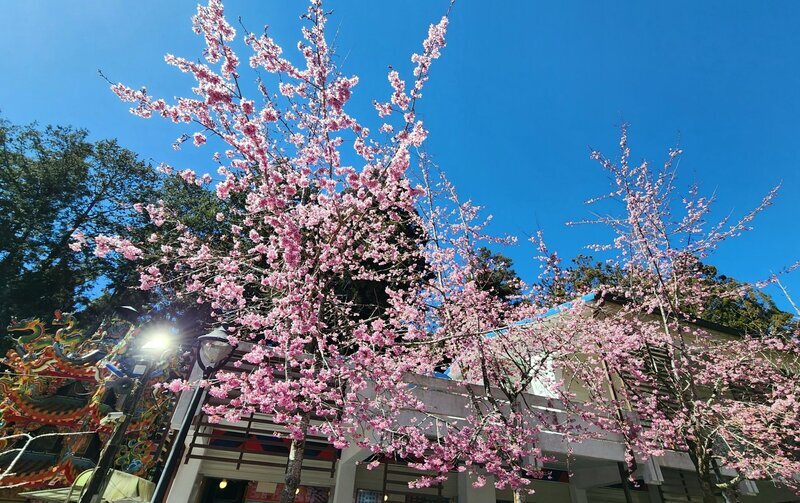 阿里山遊樂區阿龜櫻盛開 228連假免費接駁遊客