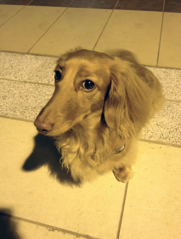 新竹縣犬貓結育有補助 可至指定動物醫院手術申請