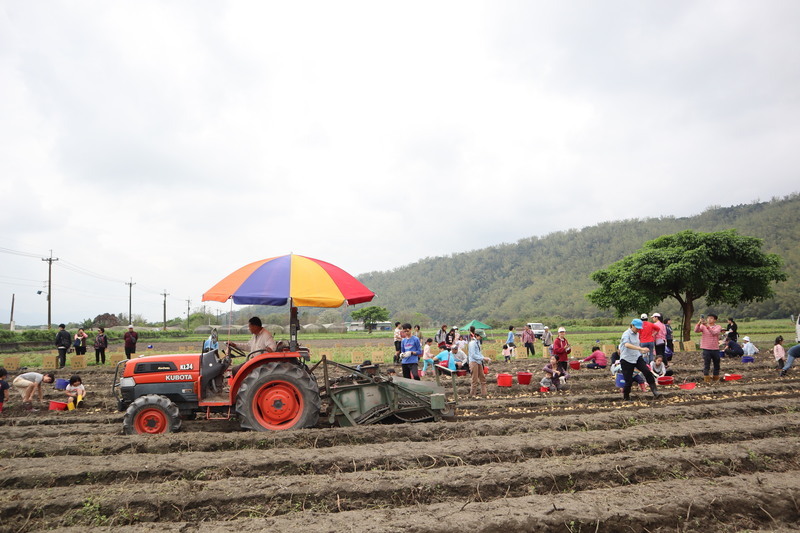 體驗泥土芬芳 花蓮有機農場採收馬鈴薯