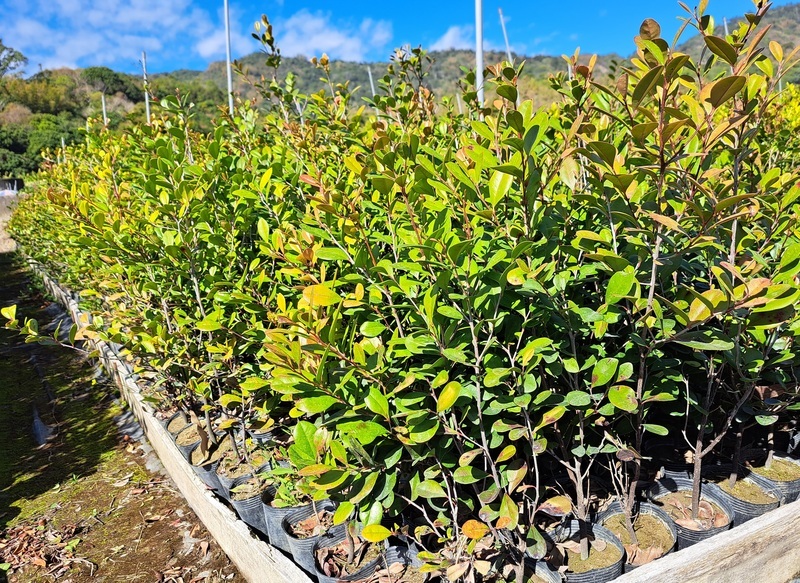 嘉義林管處推廣原生種樹苗 供應景觀業者栽植