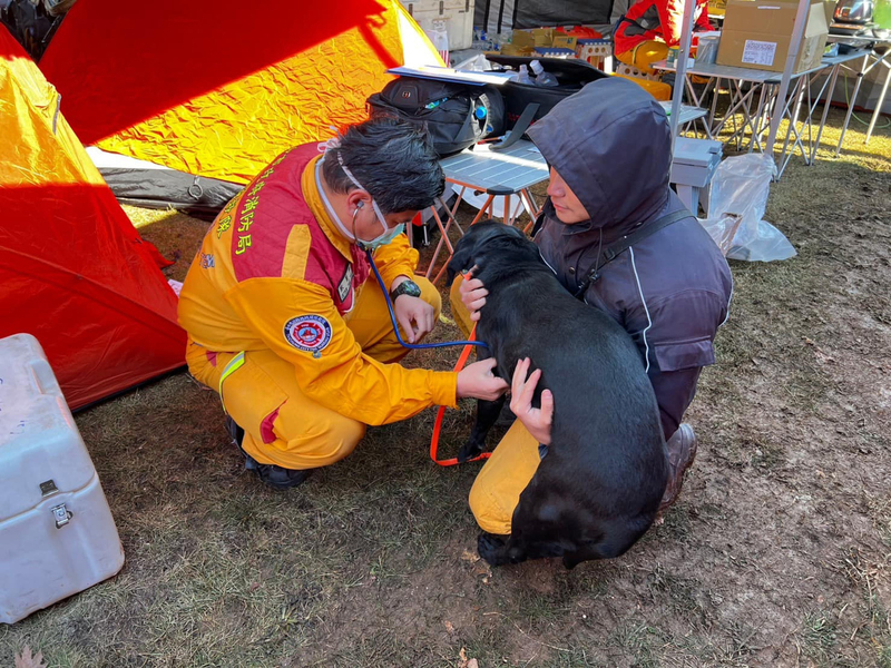 台灣搜救犬馳援土耳其 獸醫隨行照料保暖四肢