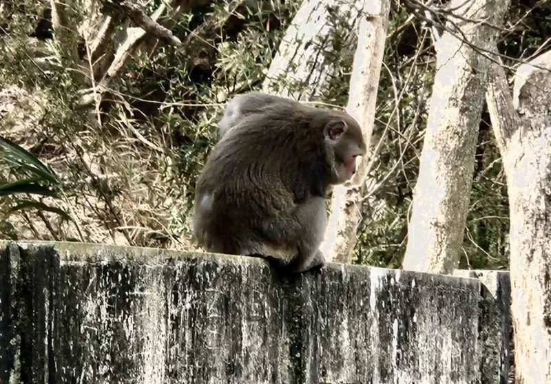 花壇鄉大嶺巷步道驚見台灣獼猴 彰縣府籲勿餵食