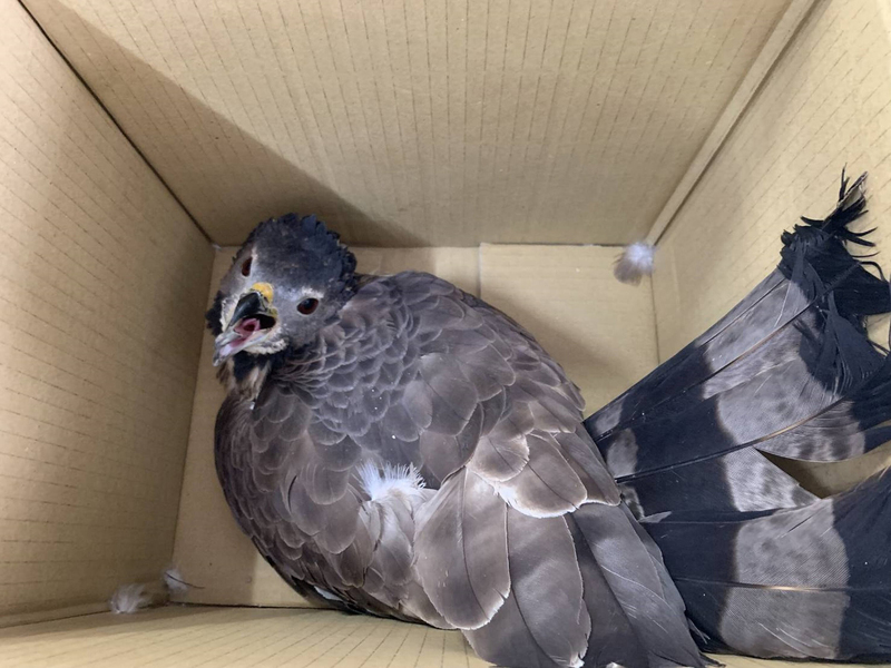 保育類東方蜂鷹幼鳥落難道路 疑電擊受傷恐截腳趾