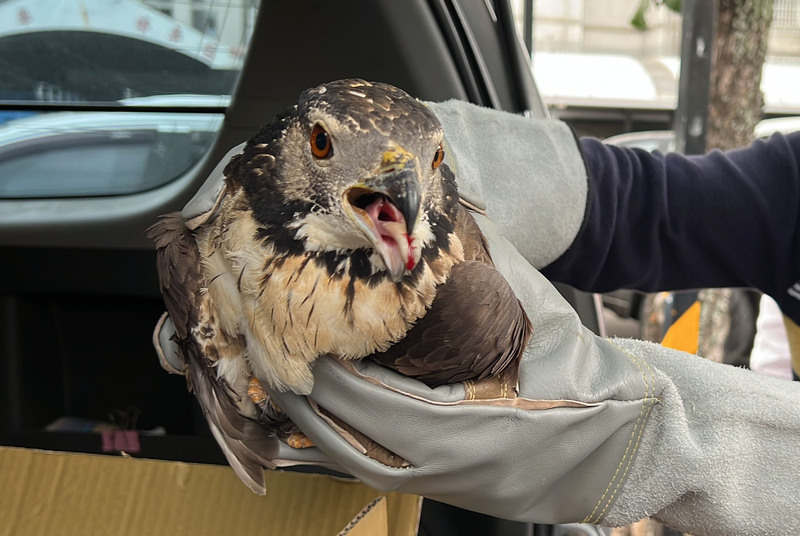 女子連救2隻蜂鷹幼鳥 獸醫痛心發現飛羽遭人拔除