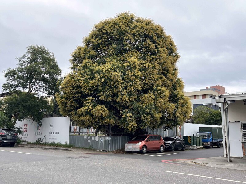 芒果花爆開結果率卻低 農民嘆老天爺開玩笑
