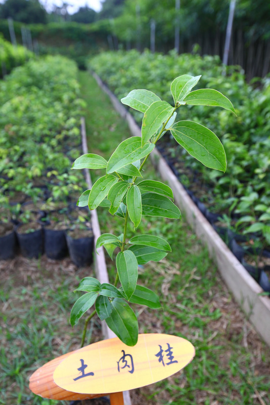 嘉義林管處植樹節活動 發票可換苗木