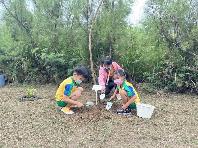 澎湖湖西生態園區種南非樹紫藤 期待浪漫紫色廊道