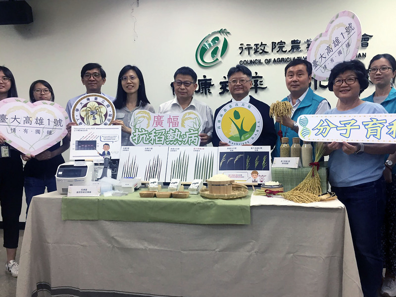 「台大高雄1號」新品種抗稻熱病 供有機、集團新植