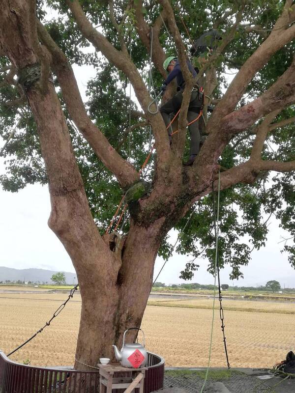 邀日本樹醫回診池上奉茶樹 長榮航深耕在地情緣