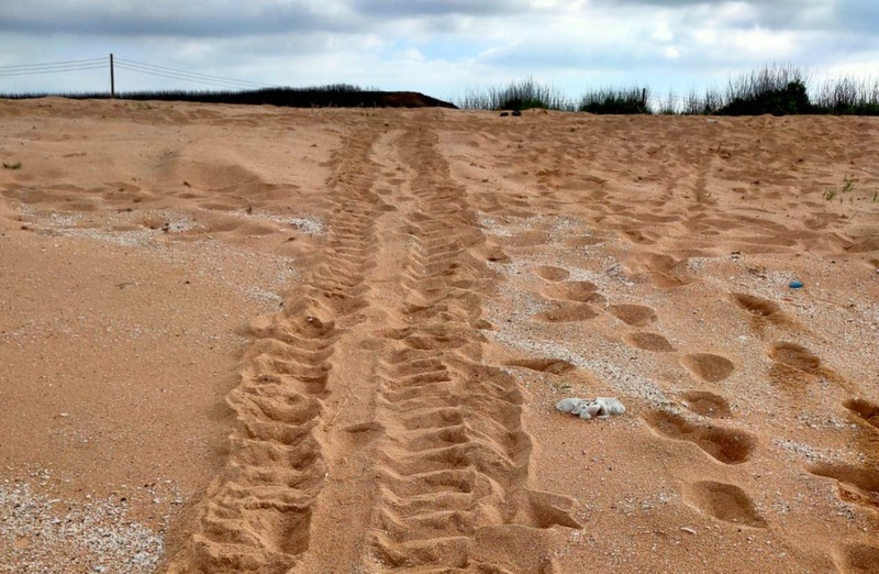 澎湖望安綠蠵龜保護區保育有成 欣見母龜上岸產卵