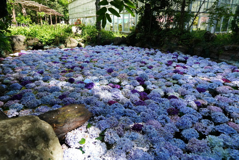 武陵農場繡球花季 花池花牆瀑布吸睛