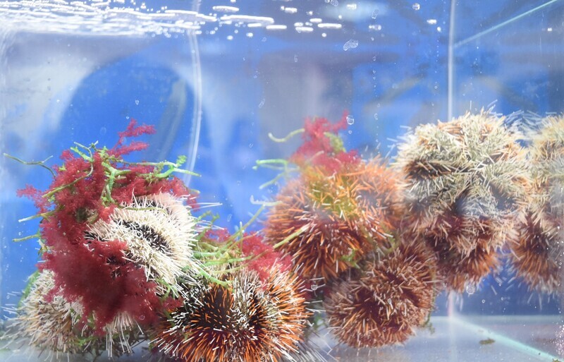 馬糞海膽人工養殖成功 可望解決市場供需