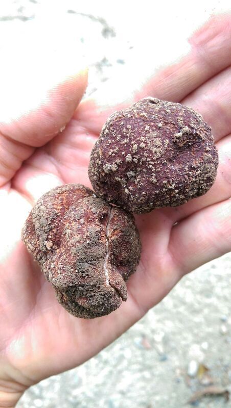 林試所發現新種命名「臺東黑松露」 累計共5種