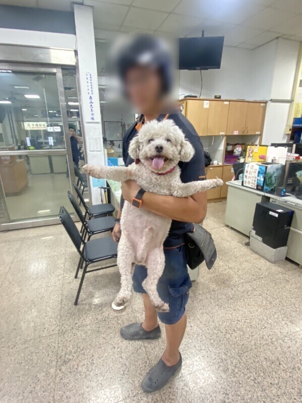 比熊犬偷溜玩耍又迷路 高雄警一眼認出逃家慣犯