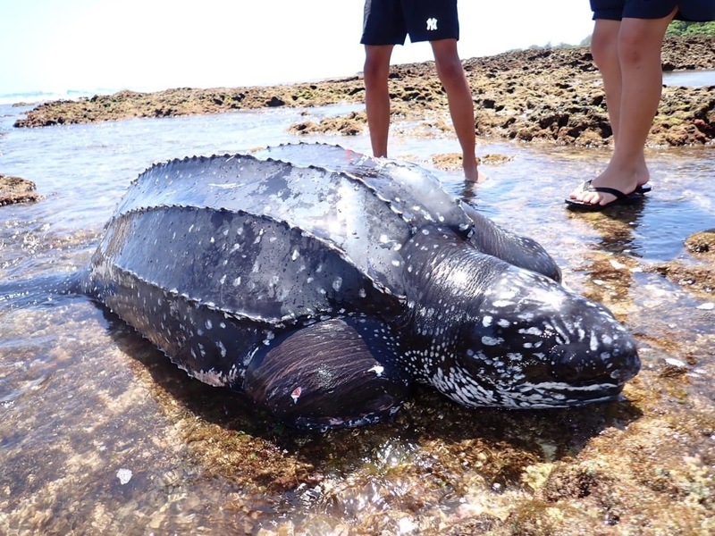 活體革龜擱淺恆春萬里桐 海生館救援團隊全力搶救