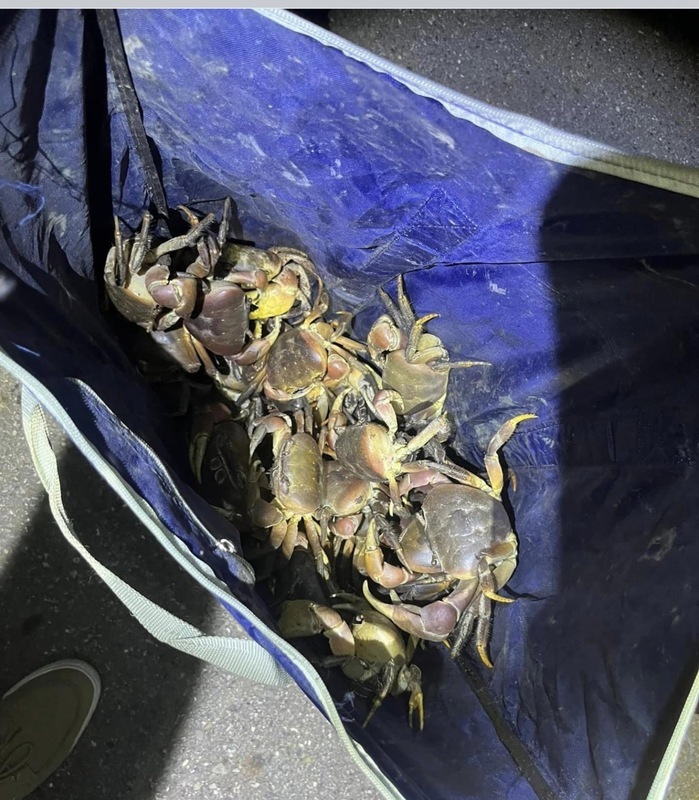 移工抓捕鹽水溪繁殖陸蟹下肚 志工嘆：比救的還多