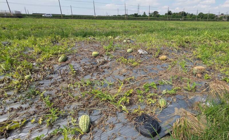 高市西瓜及香瓜現金救助 即日起受理申報