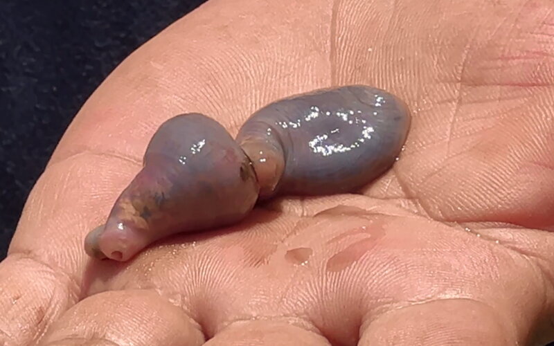 漁民捕獲石喬魚肚出現蠕動生物 專家：寄生吸蟲