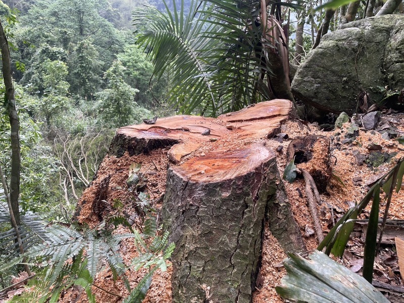 新竹山林台灣櫸木只剩樹頭 保七警宜蘭查獲贓物