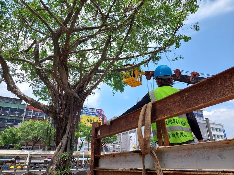 修剪鳥類棲地路樹遭議論 基市府:防颱需要
