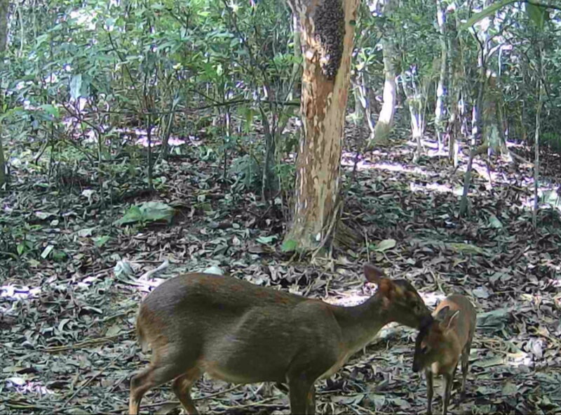 台東建和部落蜂箱移除黑熊未出現 意外成山羌樂園