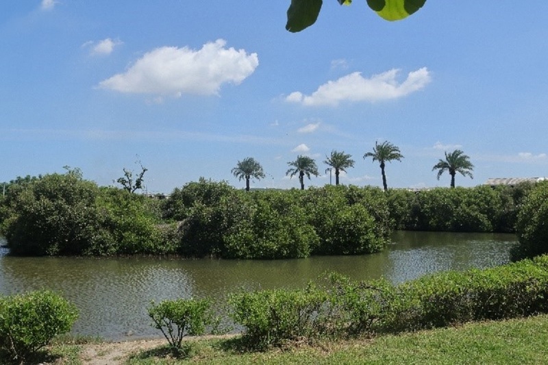 不只有倒立水母 高雄林園濕地紅海欖長滿胎生苗