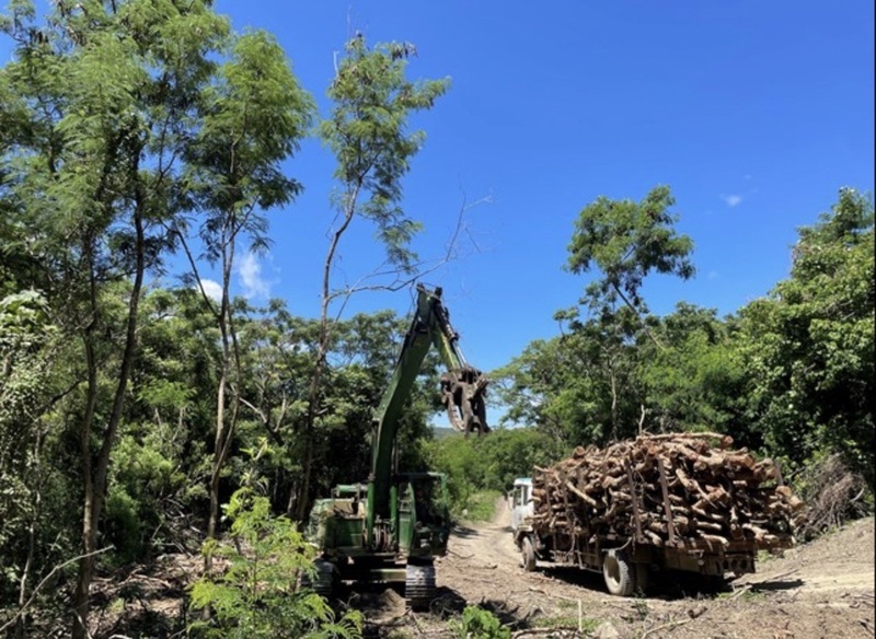 恆春半島移除銀合歡計畫 每公噸最高1.6萬元收購