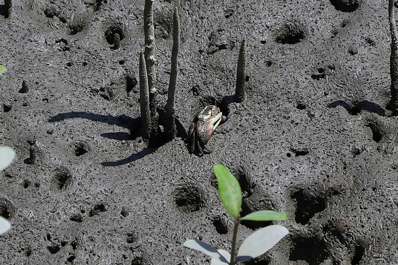 雲林縣將著手疏伐濁水溪紅樹林 保護台灣旱招潮蟹
