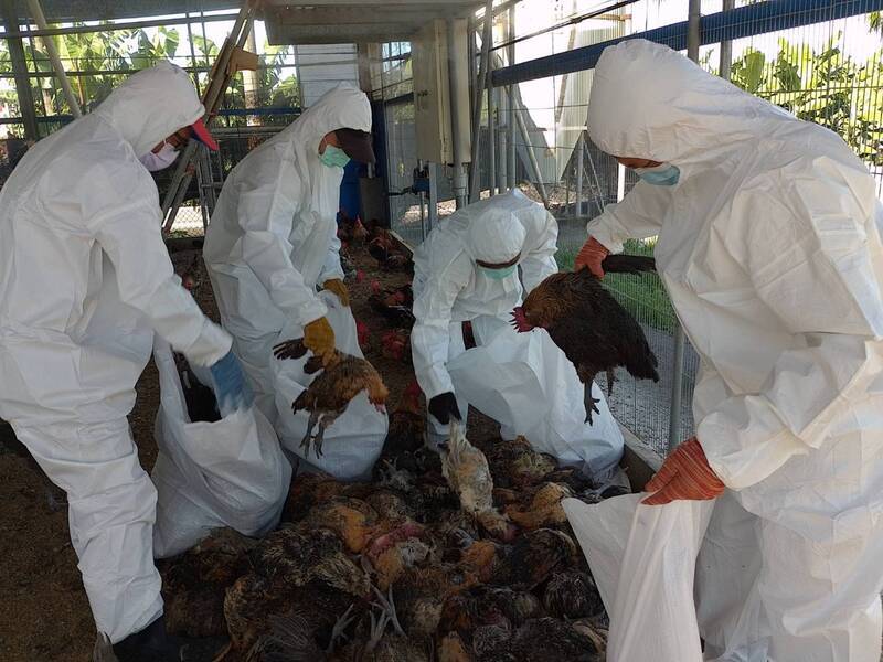 屏東鹽埔H5N1禽流感 撲殺雞隻1萬1661隻