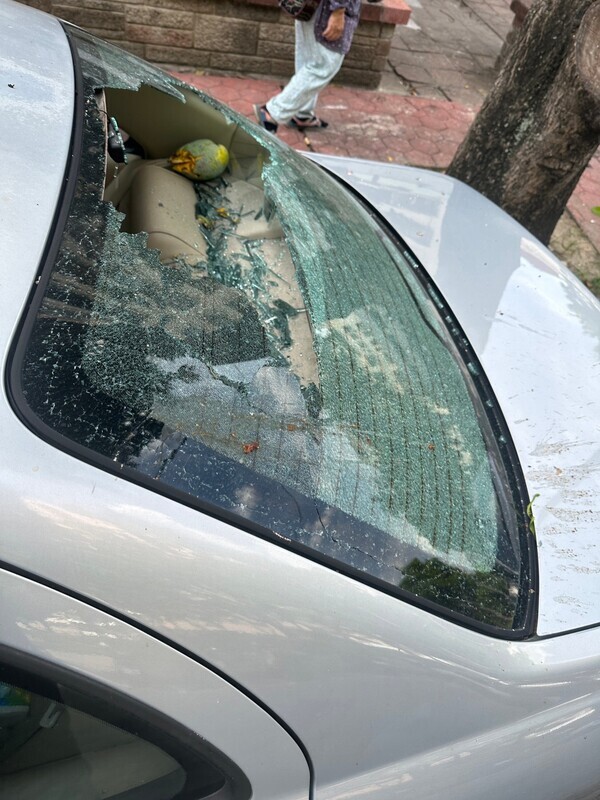 台中芒果掉落砸破車窗 市府助國賠並移植果樹