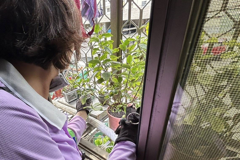 台南添20例本土登革熱 因颱風暫停噴藥1天