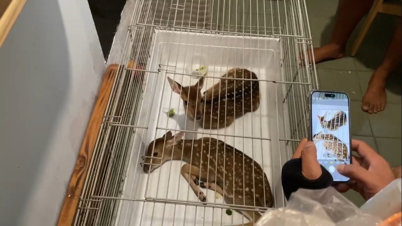 颱風夜闖鹿園偷小鹿販賣 2嫌落網和買家一併送辦