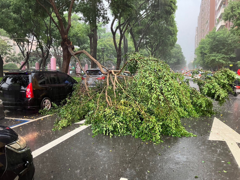 台中午後滂沱大雨 路樹倒塌1車遭壓損
