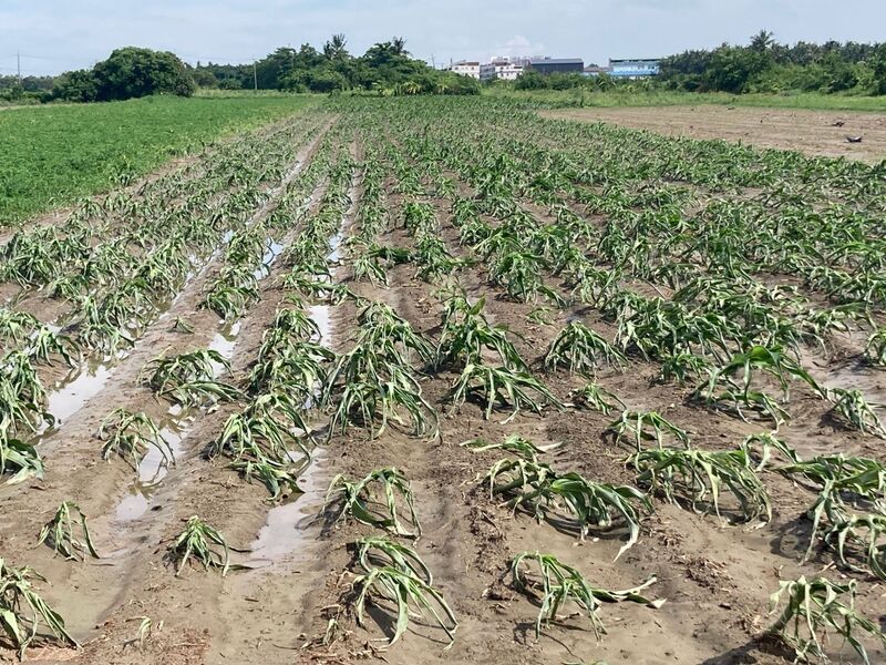 杜蘇芮颱風農損 高雄現金救助即日起受理申報