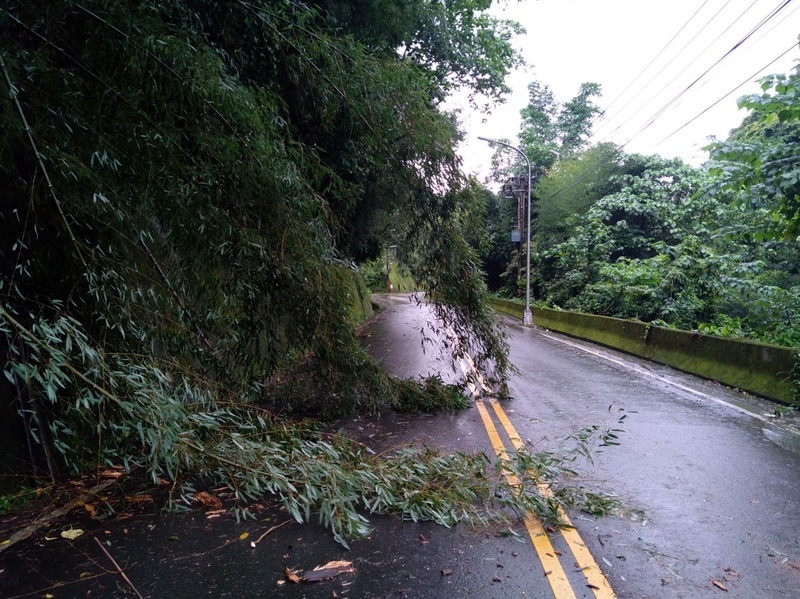 台中和平區竹子倒塌占車道 員警現場鋸除路障