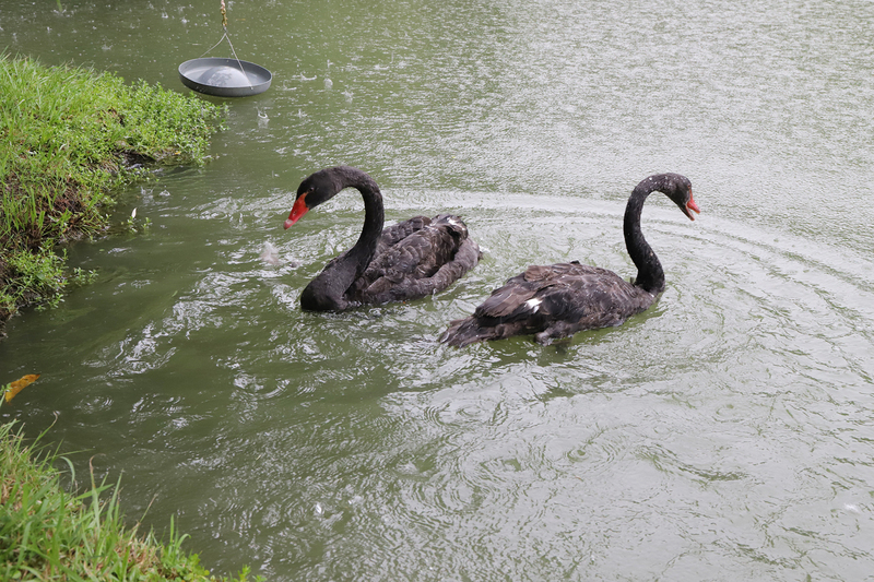 中興大學喜迎嬌客 黑天鵝成湖中新亮點