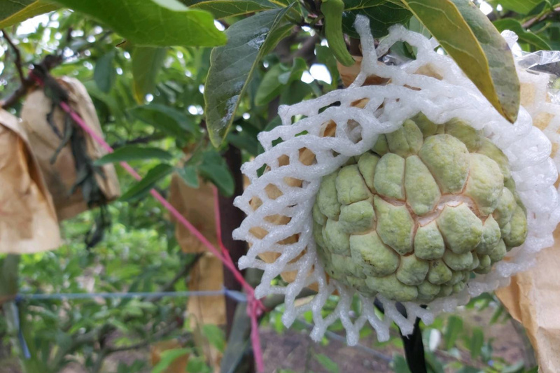 台南釋迦受杜蘇芮颱風災損 8日起受理現金救助