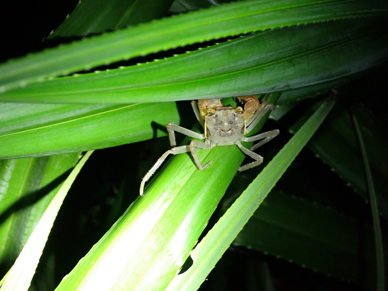 綠島新紀錄3陸蟹 山海廊道助生態旅遊永續