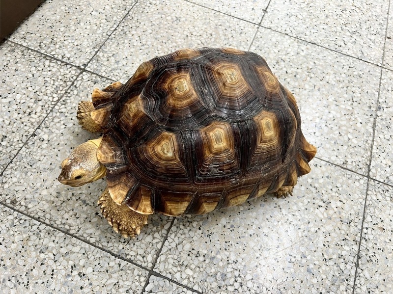 屏東蘇卡達象龜逛大街 好心司機急煞救起送警局