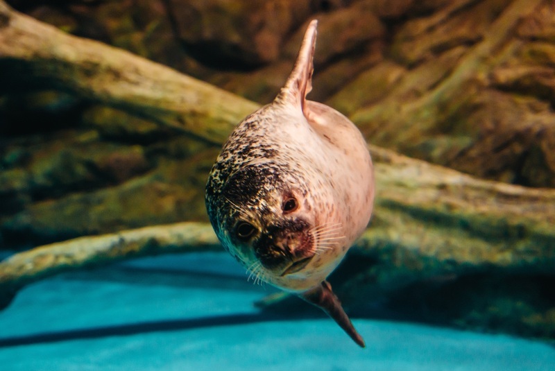 屏東旭海現蹤海豹疑還有幼體 縣府觀察是否需救傷