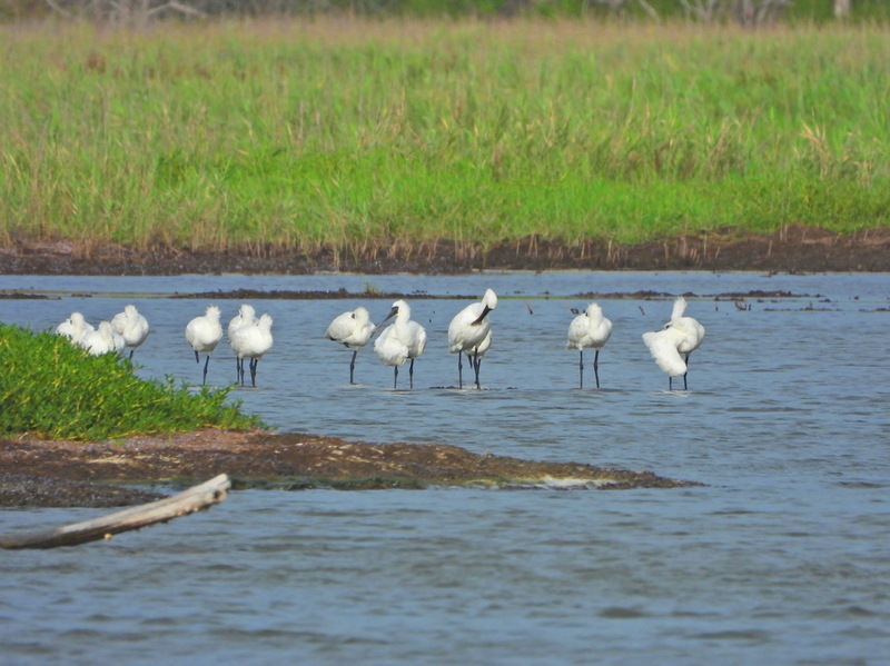 嘉義東石鰲鼓濕地 喜見黑面琵鷺渡夏未北返