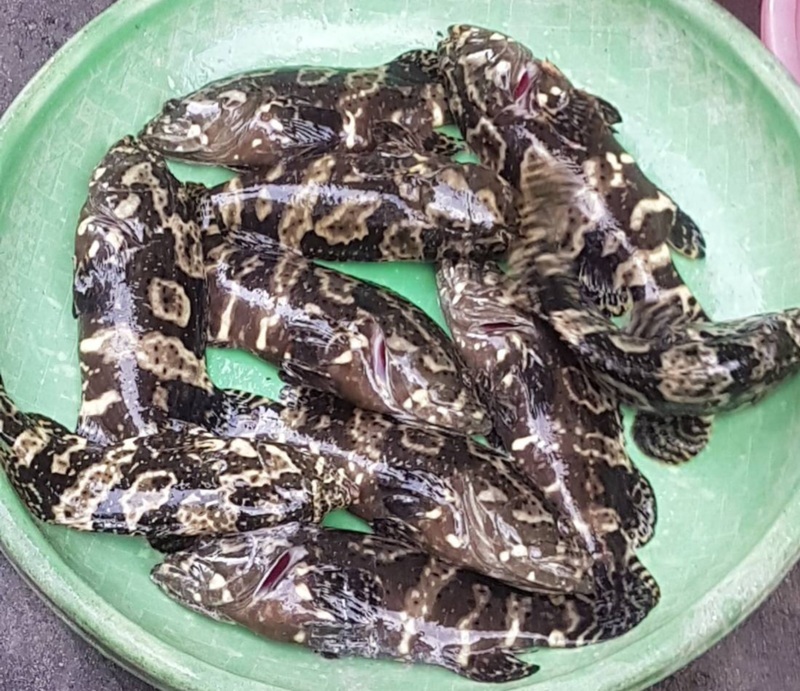 颱風重創澎湖農漁產業 災損初估養殖漁業7000萬元