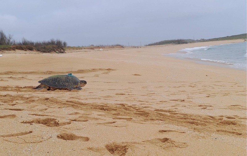 規律回望安產卵展28年忠誠 綠蠵龜4度裝衛星發報器