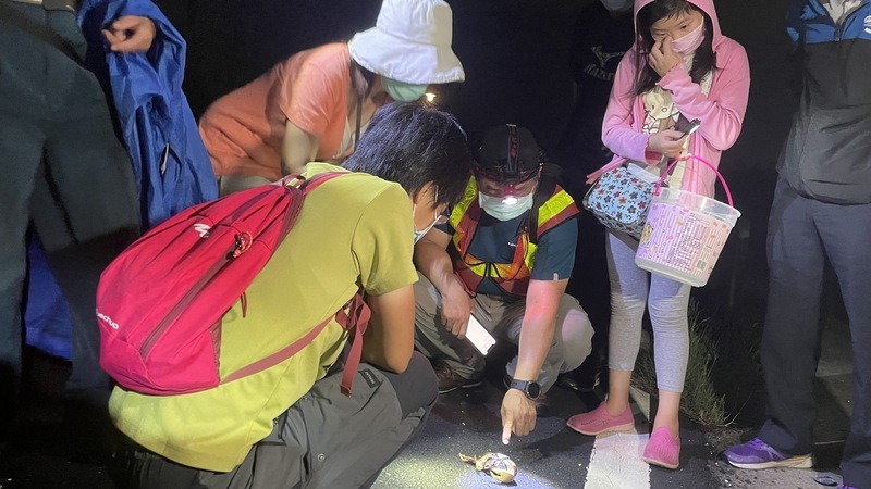 凶狠圓軸蟹繁殖高峰 曾文鹽水溪口護蟹近7千隻