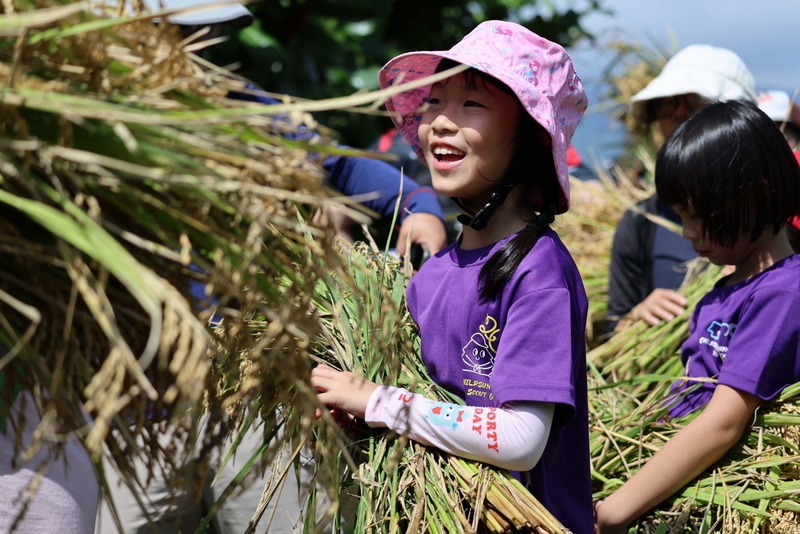 新北金美國小附幼收割季 校方：樂見重視食農教育